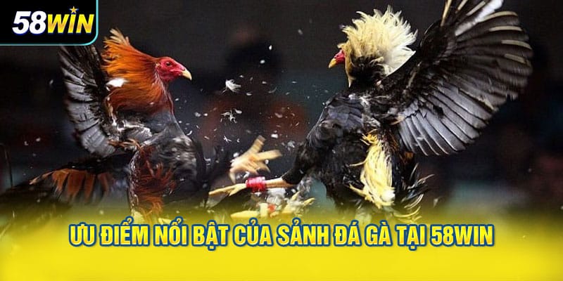 Ưu Điểm Nổi Bật Của Sảnh Đá Gà Tại 58WIN